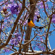 Nice bird in a lilac tree